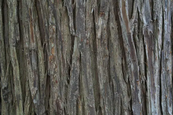 나무껍질의 스톡 이미지