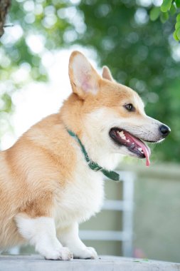 Yazın güneşli bir günde masada Corgi köpeği, kapat.
