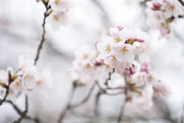 Bir Dalda Pembe Sakura Çiçeklerinin Yakın Çekimi Jaapan Kavramının Doğası Telifsiz Stok Fotoğraflar