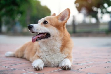 Corgi köpek evde yatıyor, kapat.