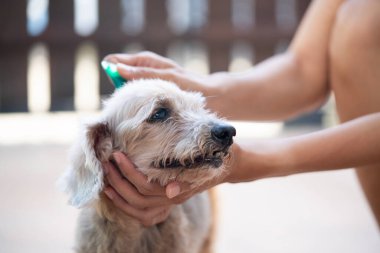 Kapalı kadın köpeğine kene ve pire önleme tedavisi uyguluyor.