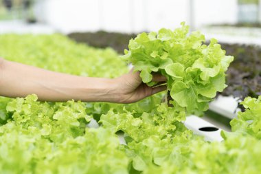 El ele tutuşan hidroponik fabrikası, sebze diyeti sağlıklı konsept.
