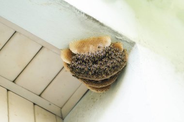 Binanın dışındaki bal peteğine üşüşen arılar.