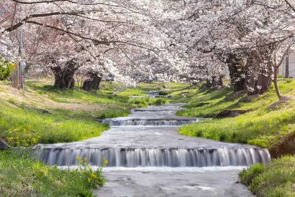 Japonya 'da nehir, doğa ve Asya' da seyahat ile pembe Sakura çiçeklerinin peyzajı.