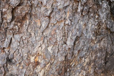 Kuru ağaç kabuğu dokusu ve arka plan, doğa kavramı