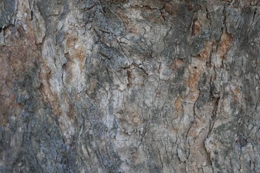 Kuru ağaç kabuğu dokusu ve arka plan, doğa kavramı