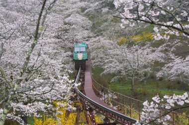 SENDAI, JAPONYA - 9 Nisan 2024: 9 Nisan 2024 'te Funaoka Şatosu' ndaki Kiraz Çiçeği Festivali 'ndeki harabe parkında tramvayla yokuş yukarı seyahat.