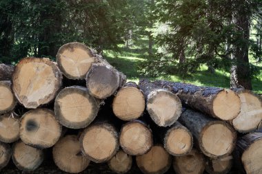 Ormandaki ağaç kütüğünü yakın plan veya günlük kaydı