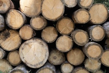 Ormandaki ağaç kütüğünü yakın plan veya günlük kaydı