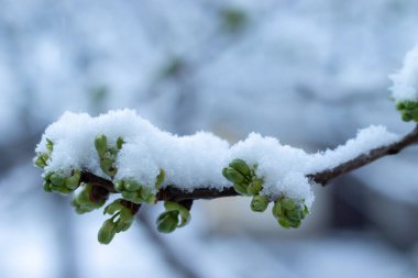 Taze karla kaplı yeşil tomurcuklu ağaç dalına yakın çekim. Bahar ve kış çarpışması konsepti. Çiçek mevsiminde beklenmeyen kar yağışı olan doğa arka planı.
