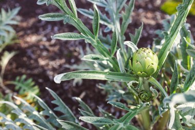 Güneşli sebze bahçesindeki enginar bitkisinin yakın plan çekimi sığ tarlanın derinliğinde