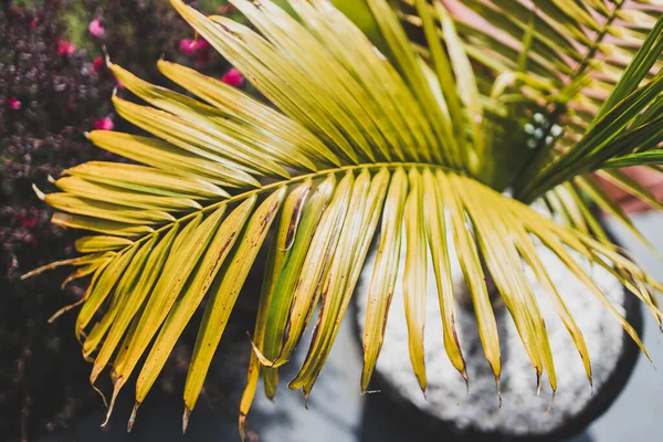 Majesteleri Palmiye Yaprağının Ravenea Rivularis Sığ Alan Derinliğinde Güneş Işığı — Stok fotoğraf