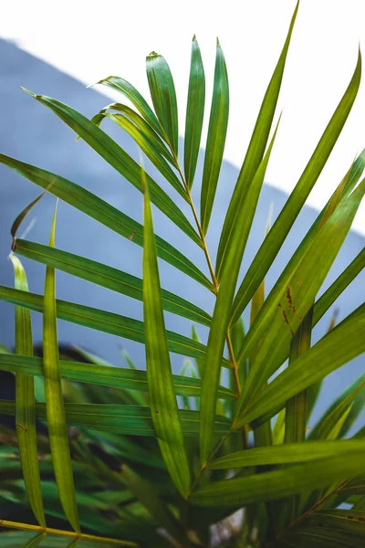 Altın Çubuk Palmiye Bitkisi Güneşli Arka Bahçede Sığ Alan Derinliğinde — Stok fotoğraf