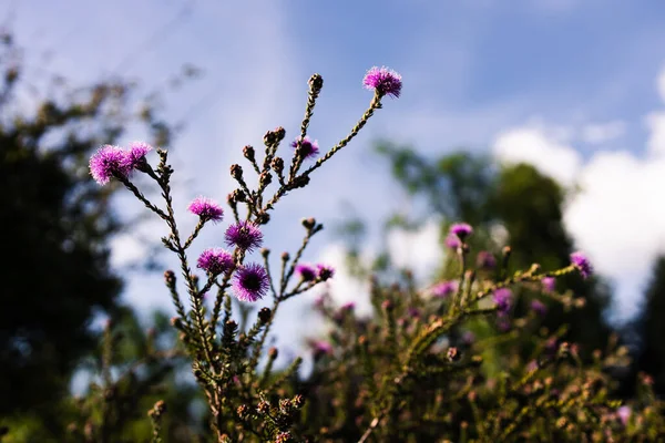 澳大利亚土生土长的Melaleuca Decussata 户外开着粉红色的花 开在美丽的热带后院 在浅浅的田野深处拍摄 — 图库照片