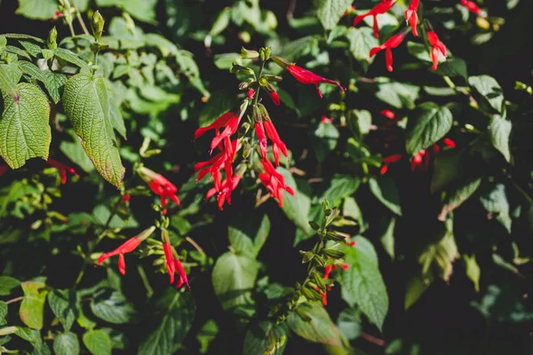 stock image New Zealand Scarlet Sage plant with tiny pointy red flowers outdoor, close-up shot at shallow depth of field