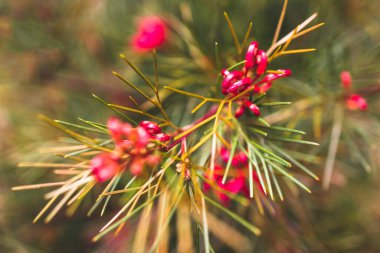 Yerli Avustralya Grevillea Bon bitkisi. Açık havada kırmızı çiçekler. Güzel tropikal arka bahçede sığ bir tarlada çekilmiş.