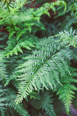 yemyeşil yaprakları olan eğreltiotu bitkisi güneşli arka bahçede, sığ tarlanın derinlerinde yakın çekim