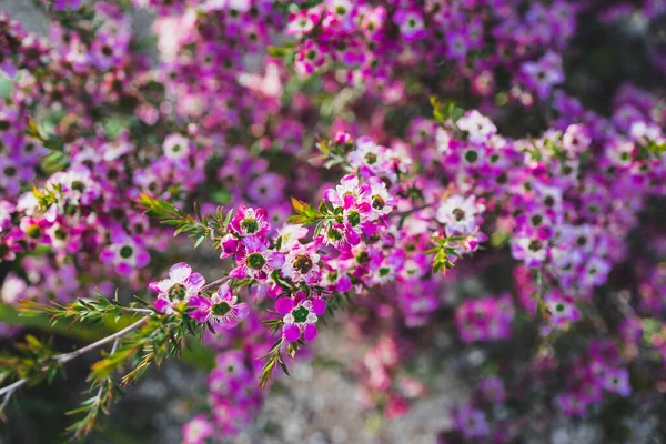 stock image native Australian tea tree plant with pink flowers outdoor in beautiful tropical backyard shot at shallow depth of field