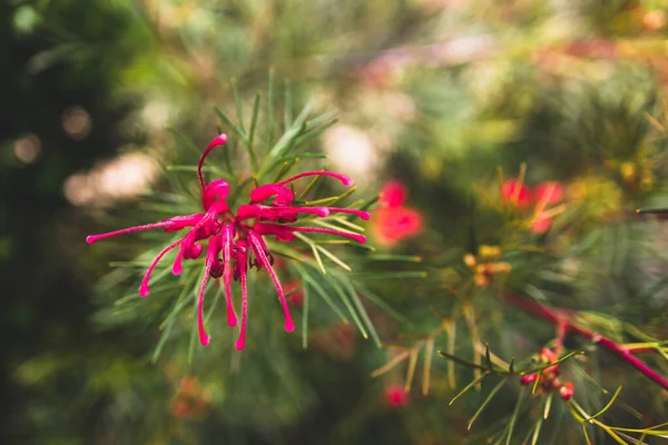 Stock image native Australian grevillea bon accord plant with red flowers outdoor in beautiful tropical backyard shot at shallow depth of field