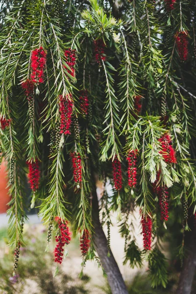 Native Australian Bottle Brush Callistemon Plant Red Flowers Outdoor Beautiful — Stock Photo, Image
