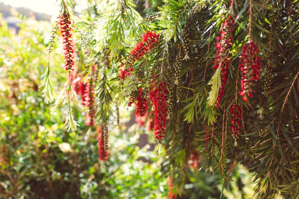 フィールドの浅い深さで撮影された美しい熱帯の裏庭でネイティブオーストラリアの赤いボトルブラシCallistemon植物の屋外 — ストック写真