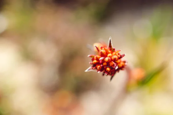 澳大利亚本土橙色袋鼠爪植物即将在美丽的热带后院开花 在浅浅的田野深处拍摄 — 图库照片