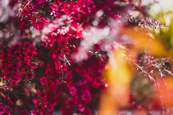 Stock image close-up of pink flowers flom a New Zealand Tea Bush plant with dark leaves shot at shallow depth of field