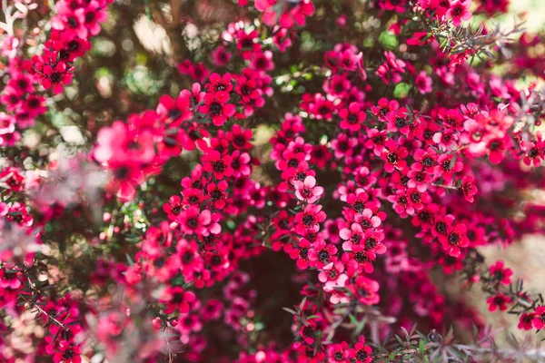 stock image close-up of pink flowers flom a New Zealand Tea Bush plant with dark leaves shot at shallow depth of field