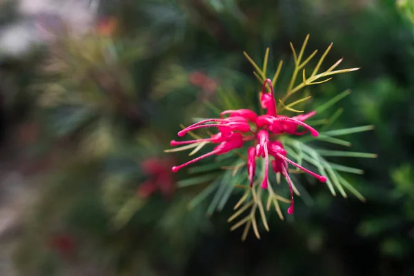 Native Australian Grevillea Bon Accord Plant Red Flowers Outdoor Beautiful — Stock Photo, Image