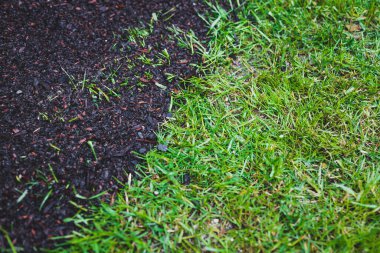 Toprağın yanındaki yeşil çimenler. Sadece birkaç bıçak yetişiyor, peyzaj konsepti ve çevreyle ilgileniyor.