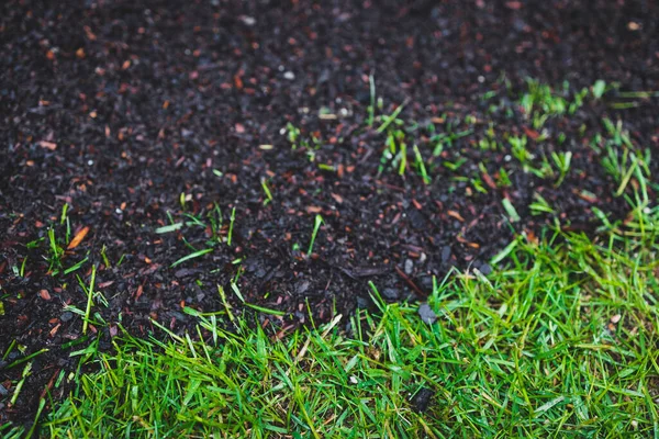 Green Grass Lawn Next Patch Soil Only Few Blades Growing — Stock Photo, Image