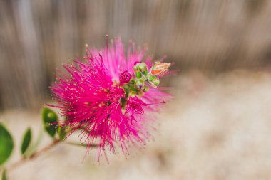 Yerli pembe şişe fırçası dışarıdaki tropikal arka bahçedeki Callisten bitkisi sığ alan derinliğinde çekim yapıyor.