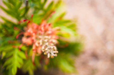 Yerli Avustralya portakalı yeşillik bitkisi sığ bir tarlada tropikal arka bahçede çekiliyor.