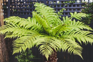 Dicksonia Antarktika eğreltiotu ağacı. Arka bahçedeki çitlerin önünde genç, gür yapraklar var.