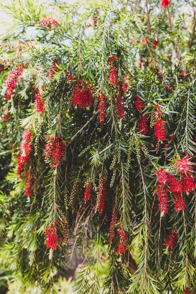 오스트레일리아 토종붉은 브러시 식물의 옥외에 아름다운 뒷마당에 들판에서 아름다운 — 스톡 사진