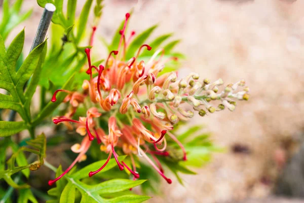 Ιθαγενή Αυστραλιανή Πορτοκαλιά Grevillea Φυτό Εξωτερική Όμορφη Τροπική Αυλή Πυροβόλησε — Φωτογραφία Αρχείου