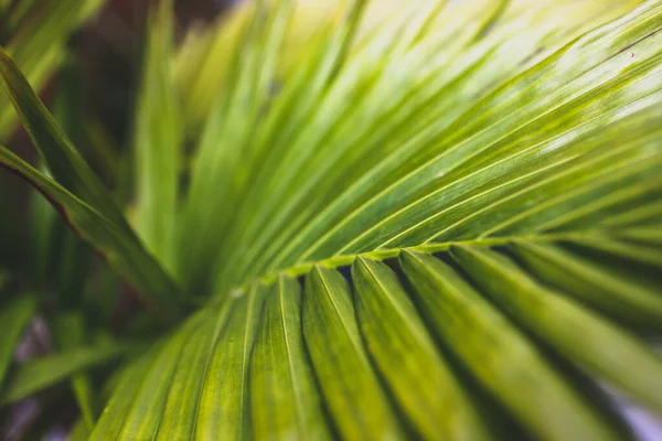Yeşil Yemyeşil Palmiye Yaprağı Sığ Alan Derinliğinde Yakın Çekim — Stok fotoğraf