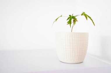 Japon akçaağaç bitkisinin beyaz rafın üzerinde beyaz kapta, sığ bir alanda çekilmiş yakın çekimi.