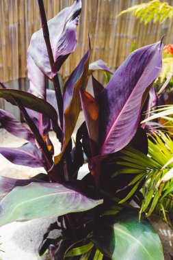 Avustralya 'nın arka bahçesinde koyu mor yapraklı tropik Canna Lilly bitkisi.