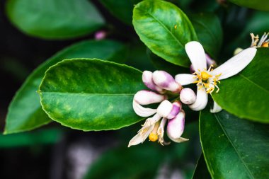 Beyaz çiçekli limon bitkisi açık havada güneşli arka bahçede çiçek açıyor, sığ tarlanın derinlerinde yakın çekim.