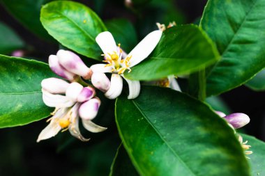 Beyaz çiçekli limon bitkisi açık havada güneşli arka bahçede çiçek açıyor, sığ tarlanın derinlerinde yakın çekim.