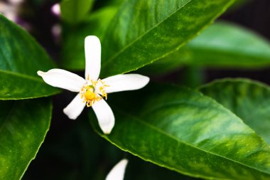 Beyaz çiçekli limon bitkisi açık havada güneşli arka bahçede çiçek açıyor, sığ tarlanın derinlerinde yakın çekim.