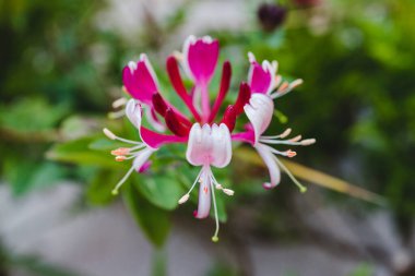 Avustralya 'nın yerlisi Lonicera havai fişek fabrikası açık havada güneşli bir arka bahçede sığ bir tarlada çekildi.