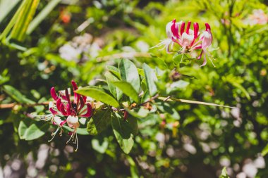 lonicera firecracker plant with purple flowers outdoor in beautiful tropical backyard shot at shallow depth of field
