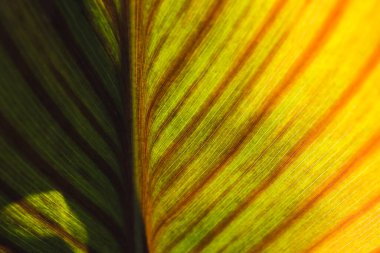 tropical leaf with deep green and purple stripes from a Canna Lilly plant shot at shallow depth of field