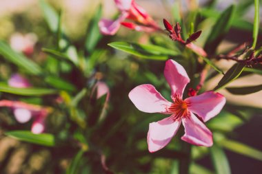 oleander plant with pink flowers outdoor in sunny backyard, close-up shot at shallow depth of field