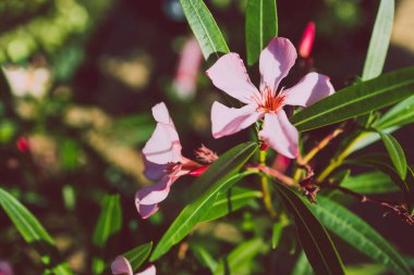 oleander plant with pink flowers outdoor in sunny backyard, close-up shot at shallow depth of field