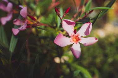 oleander plant with pink flowers outdoor in sunny backyard, close-up shot at shallow depth of field