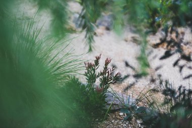 callistemon bottlebrush plant with pink tips surrounded by bokeh of other native Australian plants,  shot at shallow depth of field