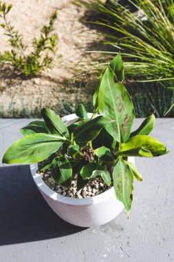 tropical banana plant in white pot outdoor in sunny backyard, close-up shot at shallow depth of field